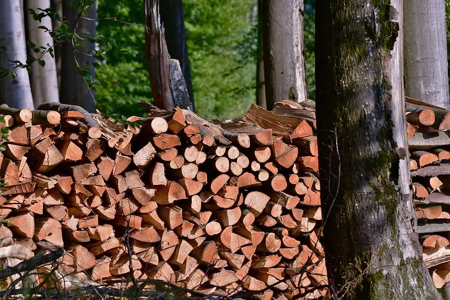 Cut firewood ready for seasoning